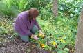 Nasturtiums Merilyn